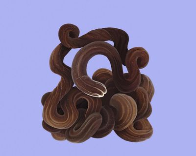 Stuff of nightmares? Meet the bootlace worm – super-long, super-elastic, and it fires toxic slime