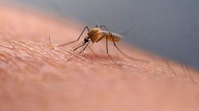 Mosquitoes have favourites — and each species has its own