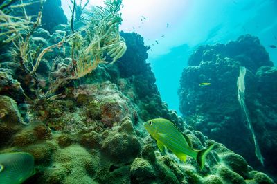 Can Florida’s ‘coastal corridor’ project safeguard wildlife and boost economy?