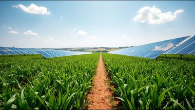 A Colorado farmer put 3,276 solar panels over his crops, and the shade created cooler conditions for heat-sensitive plants