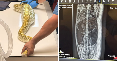 X-Ray Reveals Massive Python’s Last Meal After It Was Found Lurking Under New Jersey Family’s Shed
