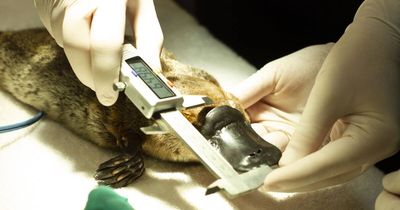 Why you might be more likely to see a platypus at Tidbinbilla now