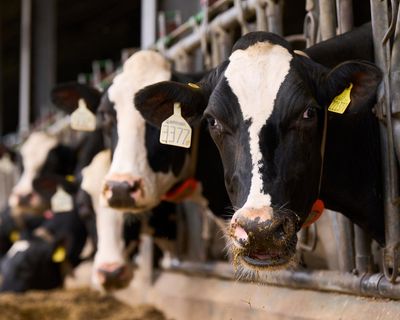 ‘It’s very challenging’: how the Duke of Westminster’s farm is taking on the climate crisis