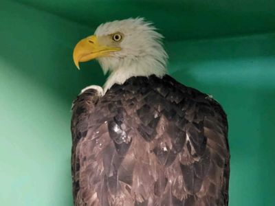 Big Bear bald eagle Jackie health update: Jackie remains critically ill after blood levels plunge below 6%; Ojai Raptor Center shares heartbreaking update as vets continue desperate search for answers