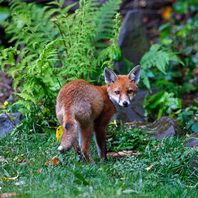6 plants that can keep foxes out of your garden this summer, according to experts – humane deterrents to help keep unwanted visitors under control