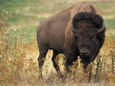 North America saved its bison from extinction. Now scientists face a new threat