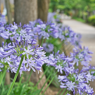 7 reasons your agapanthus isn't flowering and what you can do about it to ensure beautiful blooms next year