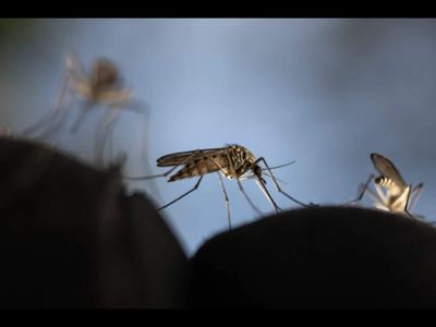 In 2025, Harvard University developed a chemical coating for insecticide-treated bed nets that blocks malaria parasites inside mosquitoes instead of killing the insects. It produced a breakthrough that could fight malaria without increasing insecticide resistance