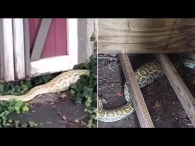 8-foot Burmese python found hiding under New Jersey family’s shed after swallowing a large opossum: Snake’s swollen belly revealed shocking backyard discovery