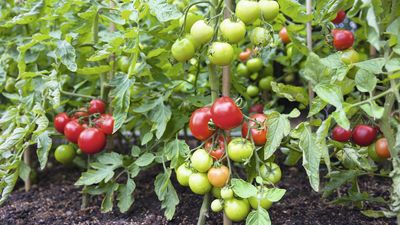 How to Revive Tired Tomato Plants in Late Summer – 5 Tasks to Keep the Harvests Coming