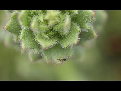 In 1875, Charles Darwin suggested some plants could capture insects using sticky hairs, but he couldn't prove it. 150 years later, researchers confirmed a Chinese species attracts and traps flies with the same mechanism