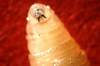 Flesh-Eating Screwworms Hit 500+ Humans in Mexico as Deadly Parasite Returns to US