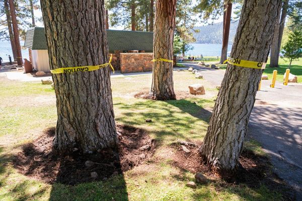 Nevada authorities investigate dozens of mysterious tree poisonings in Lake Tahoe