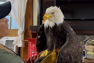 Jackie, a beloved bald eagle and livestream star, dies of mysterious illness