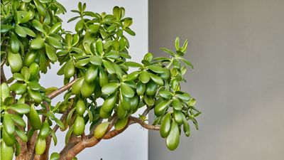 What to Do With a Jade Plant in August – 3 Easy Tasks for Even More Glossy Growth Before Fall