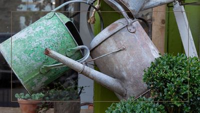 This clever pencil trick will help you prioritise your plants during a hosepipe ban