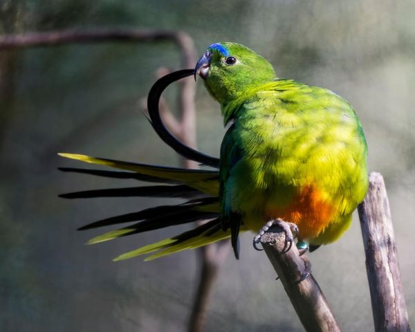 Native birds in captivity to be vaccinated against H5 bird flu as Australia prepares for more mass mortalities