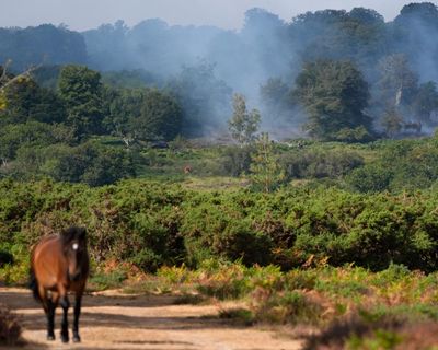 Firefighters spend second night battling ‘devastating’ New Forest blaze
