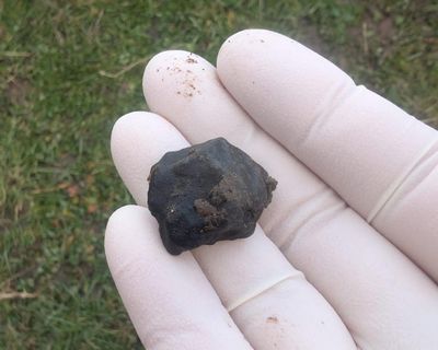 Flight paths and fridge magnets: how a fireball hunter tracked down New Zealand’s newest meteorite
