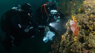 Coral trafficking ring exposed on Aegean island: What is red coral used for and how big is the threat?