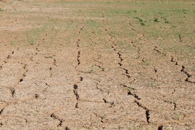 UK Heatwave Reaches Critical Point as Record Drought and Wildfires Add to Health Risk