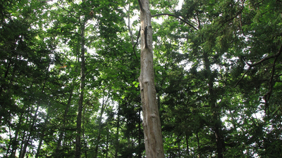 A deadly fungus nearly erased the American chestnut from US forests, now new genetic research could finally bring the iconic tree back