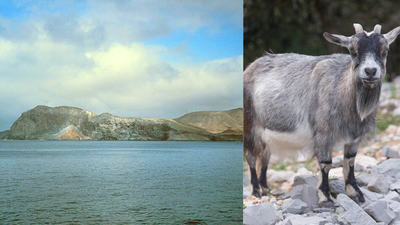 In 2001, a California biologist found goats blocking new trees on a Mexican island; after 10,000 were removed, native vegetation began recovering