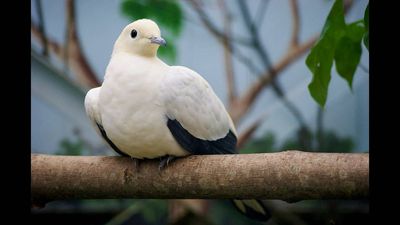 In 1964, an Australian couple began visiting Hinchinbrook Island; five decades of counts recorded its pied imperial-pigeon population rising to more than 40,000