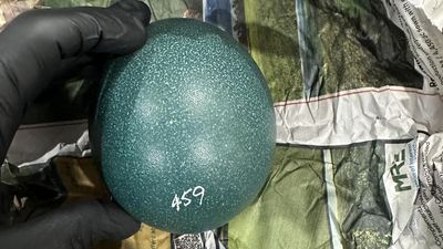 Illegal emu egg export plot cracked at the border