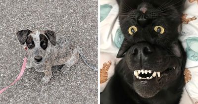 39 Shots Of Dogs Shared By Pure Photography Awards That Capture Canine Chaos Perfectly