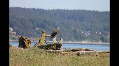 In the 1970s, two Washington women bought lots on an island planned for vacation homes; their campaign helped protect all 364 acres for seabirds