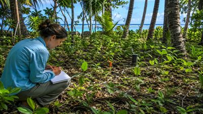 In 2016, a biologist entered a remote Pacific Atoll five years after its rats were removed; she documented a 5,000% explosion in native tree seedlings