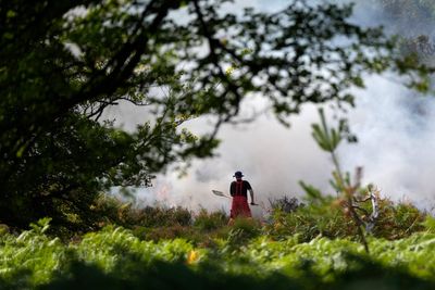 Is the A31 still closed? Here’s everything we know after the New Forest fire