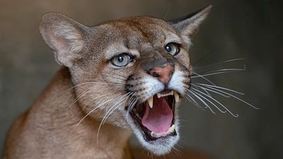 Residents in northern Poland told to be cautious after reports of possible puma in area