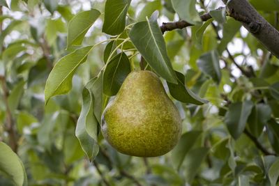 Why Are Your Pears Ripening From the Inside Out?