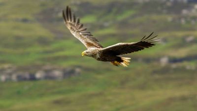 Ireland's white-tailed eagles went extinct due to human persecution, now the country has released 245 chicks in the wild about 100 years later