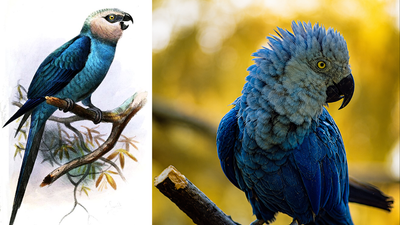 Brazil lost the Spix’s macaw from the wild for more than 20 years, then conservationists released captive-bred birds back into the Caatinga