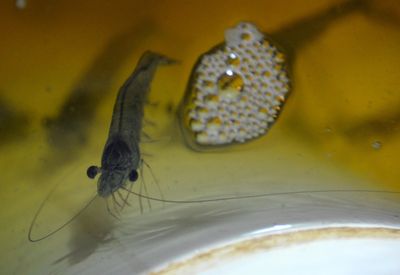 A Shrimp Virus Was Linked to a Blinding Human Eye Disease, and Then the Journal Flagged the Paper