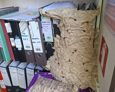 ‘I feel motherly towards them’: the nature reserve manager sharing her office with a wasp nest