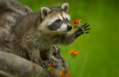 6 Ways to Keep Raccoons Away From Sweet Corn Without Traps