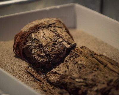 ‘Real mummy’s curse’: health warning over growing trade in mummified human remains