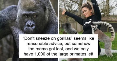 The Yoga Class To Lemur Herpes Pipeline Is Real, And Scientists Are Not Happy About It