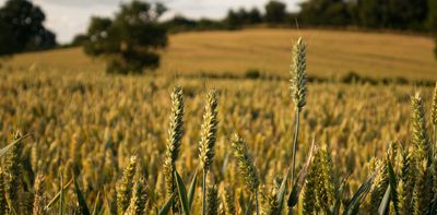 Fields, greenhouses or vertical farms: what is the best way to grow food in a changing climate?