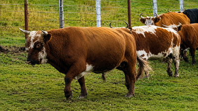 These cattle were left to survive alone on an Alaskan island; generations later, their DNA was unlike most US breeds