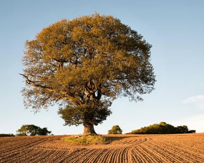 Despite the drought, don’t give up on our native plants