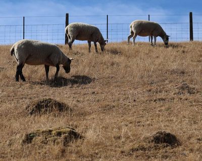 As heatwaves hit Britain, spare a thought for farm animals