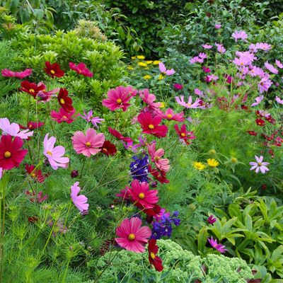 Summer bedding plants will continue to flower into autumn if you carry out this crucial task in August – don't miss out on a second flush of blooms