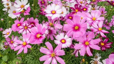 How to Keep Annual Flowers Blooming Until Frost – 3 Expert Tricks For Months More Glorious Color