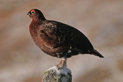 Study could shed light on declines in red grouse populations, experts say