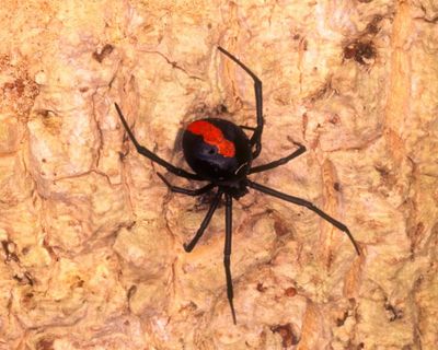 Male redback spiders invite cannibalism through a ‘self-sacrificial somersault’ during sex – but why?